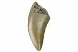 Serrated Allosaurus Tooth - Colorado #169033-1